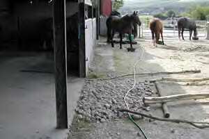 horses in natural herd situation