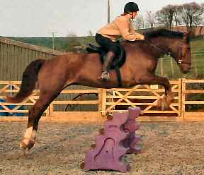 Liberty jumping in bitless bridle