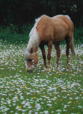 healthy grazing for horses