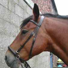 Spencer in his padded leather bitless bridle