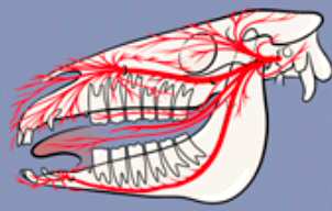 diagram showing trigeminal nerve